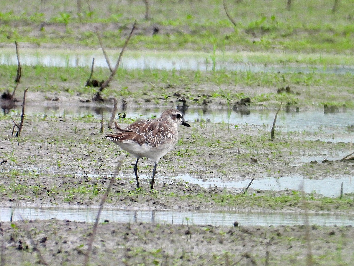 Black-bellied Plover - ML621850799