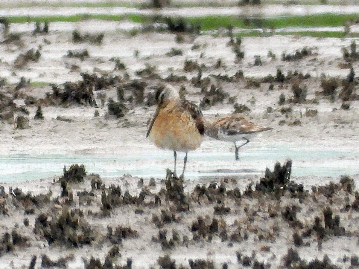 Short-billed Dowitcher - ML621850804