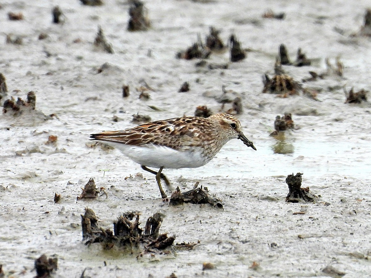 Least Sandpiper - ML621850813