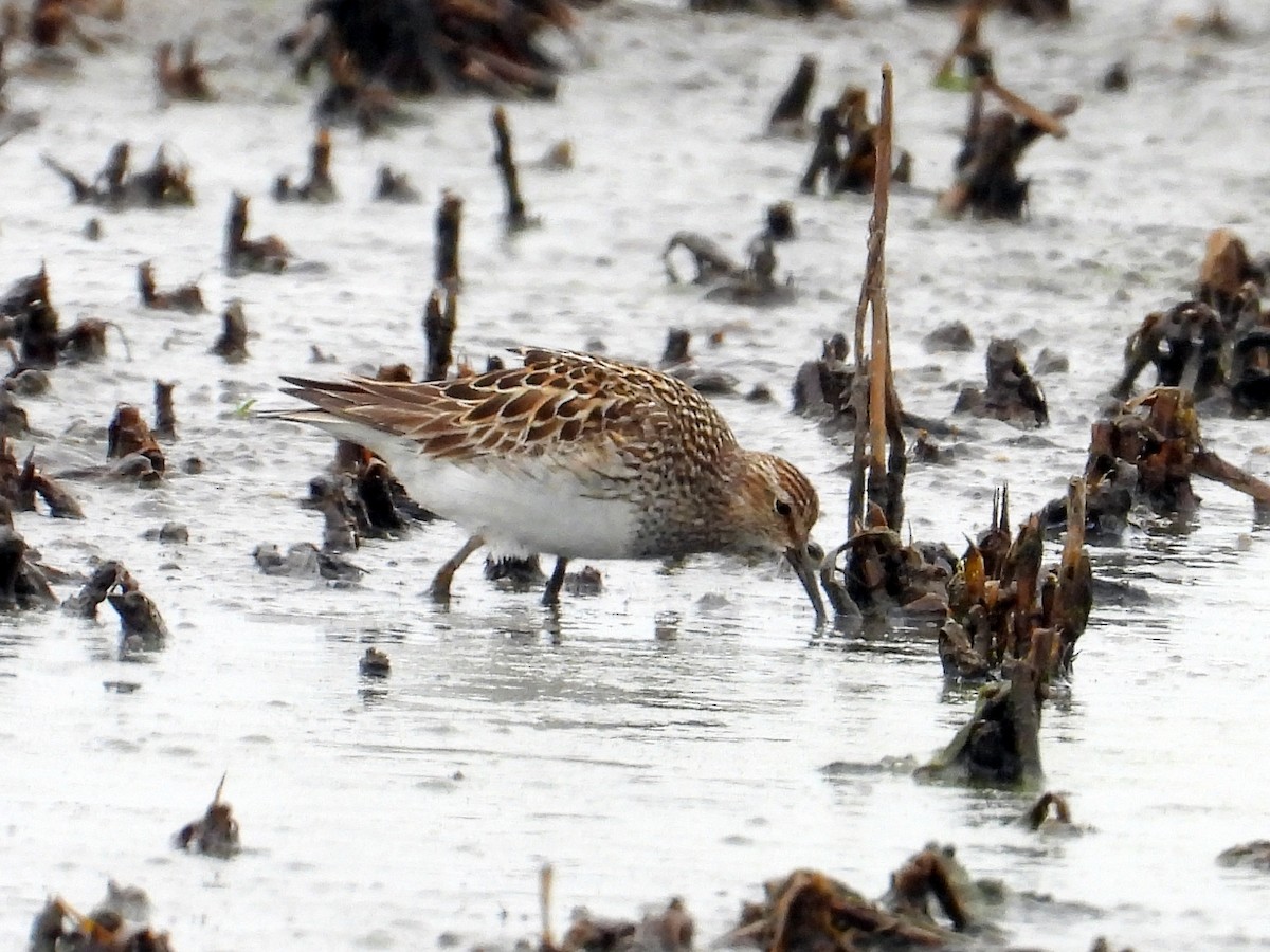 Pectoral Sandpiper - ML621850814