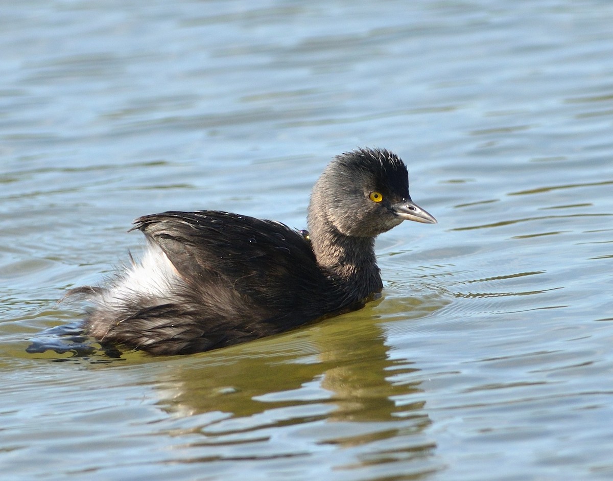 Least Grebe - ML621850824