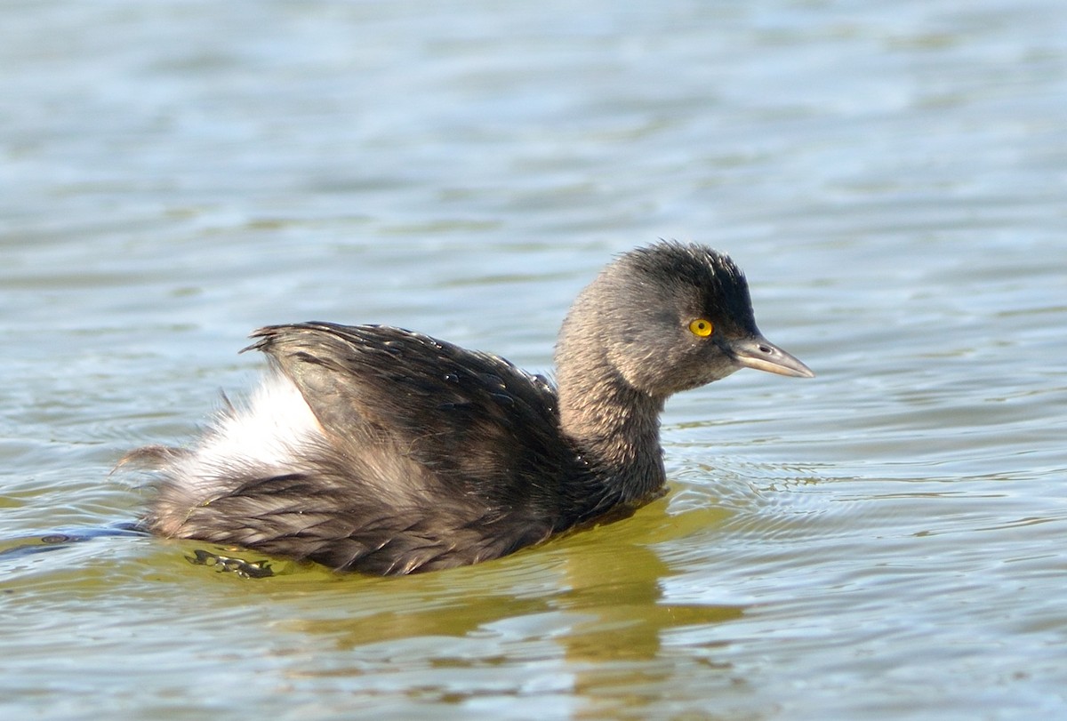 Least Grebe - ML621850833