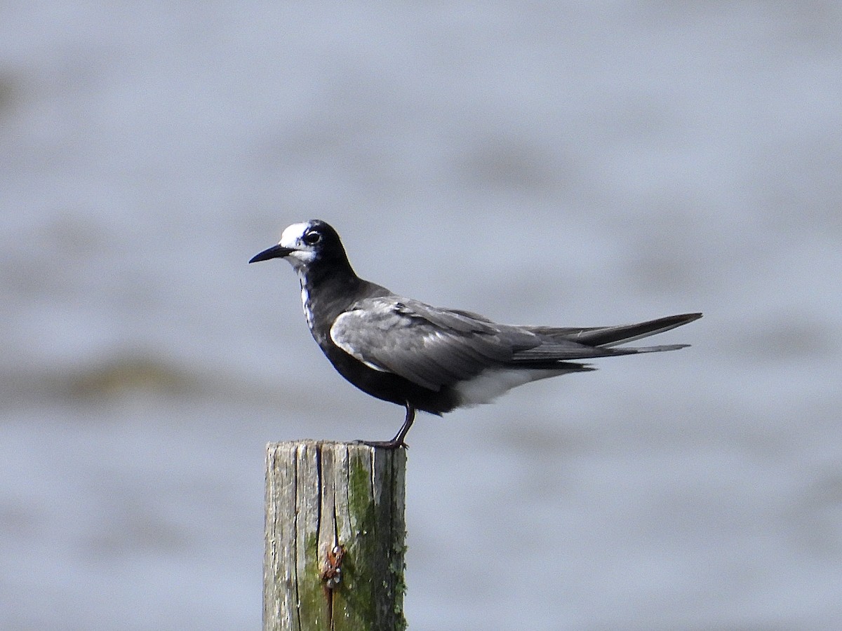 Black Tern - Michael Musumeche