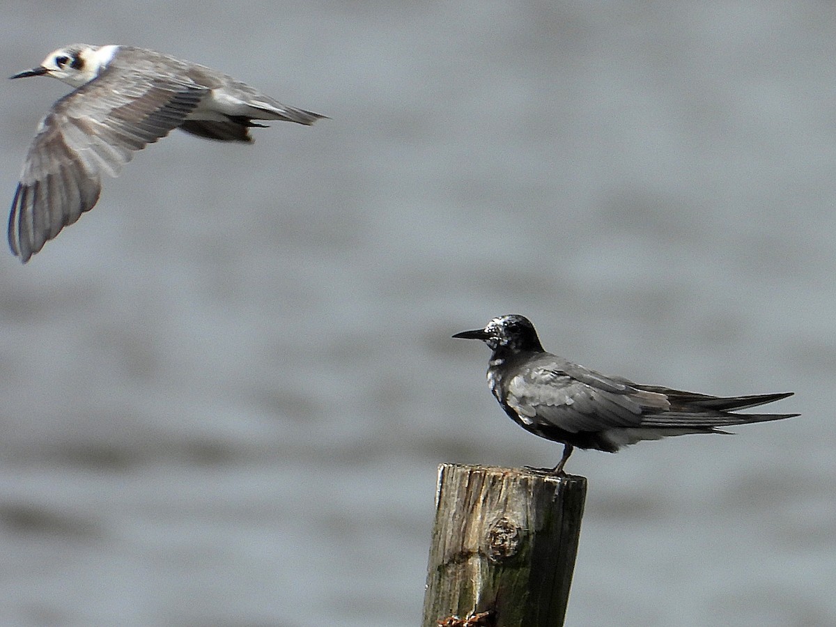 Black Tern - Michael Musumeche