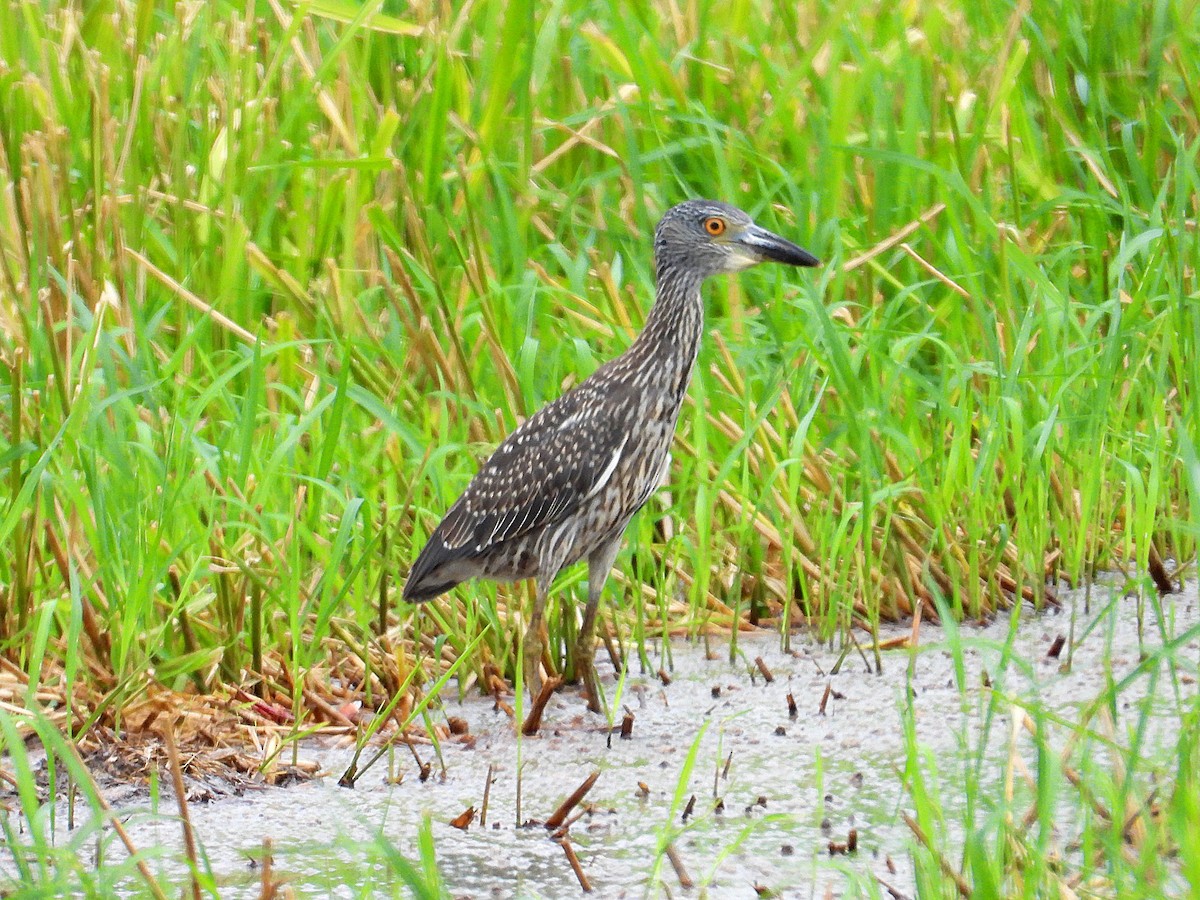 Yellow-crowned Night Heron - ML621850859