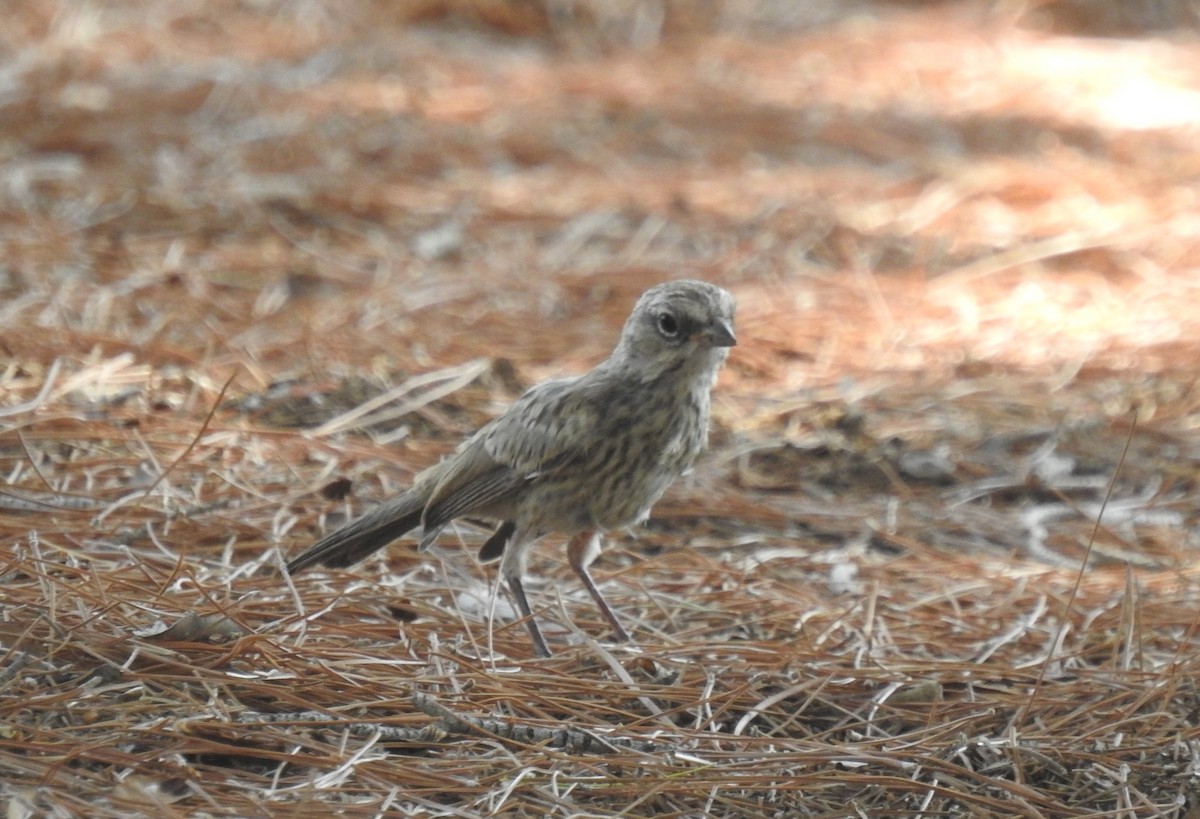 Bell's Sparrow - ML621850868