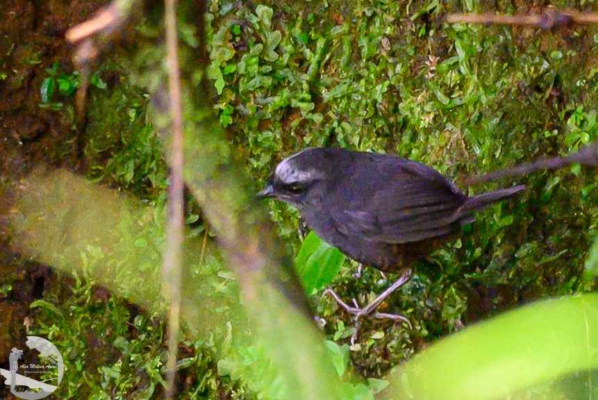 Silvery-fronted Tapaculo - Alex Molina