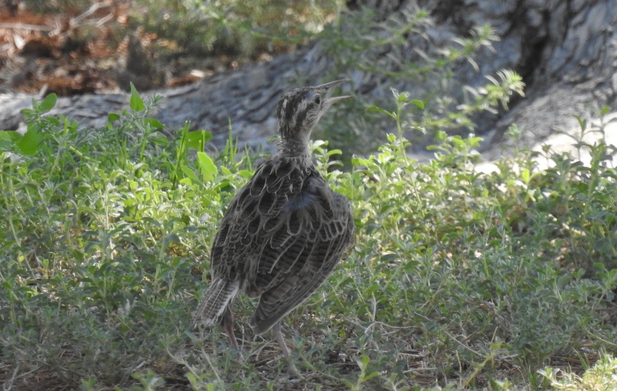 Western Meadowlark - ML621850876