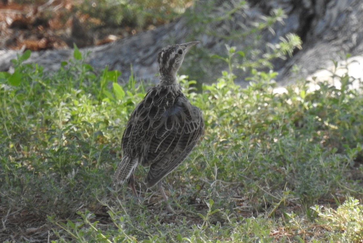 Western Meadowlark - ML621850877