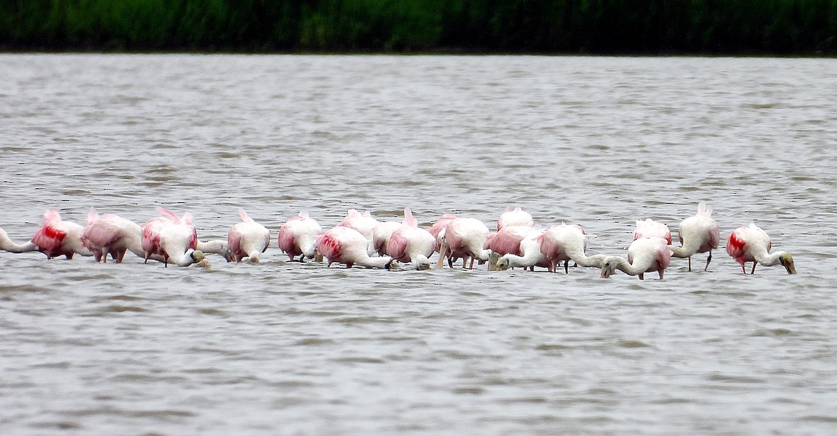 Roseate Spoonbill - ML621850890