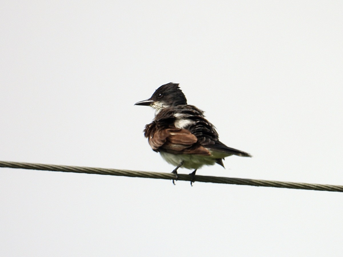 Eastern Kingbird - ML621850902