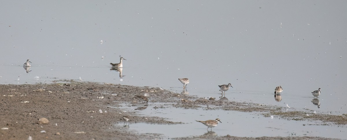 Wilson's Phalarope - ML621850919