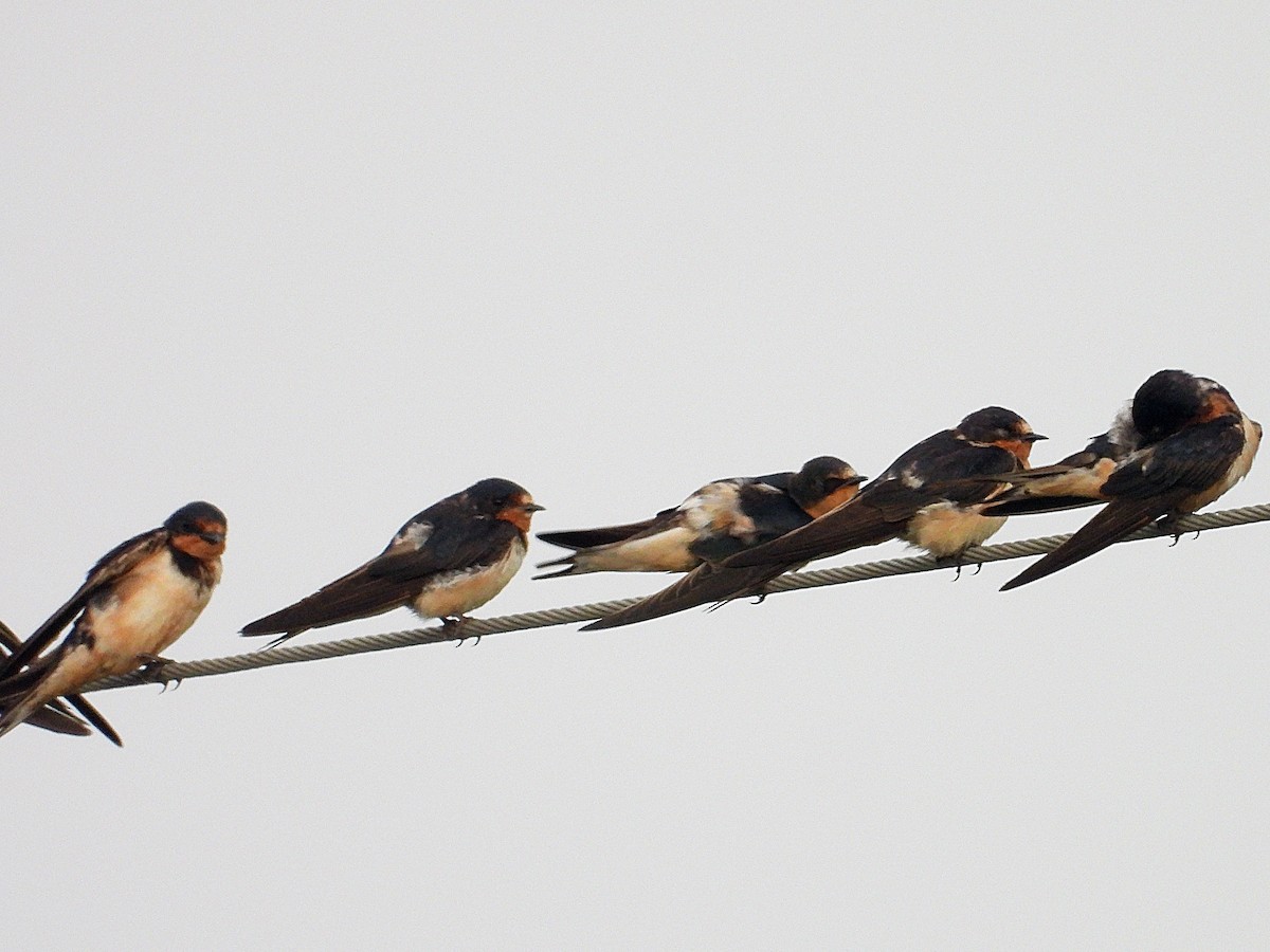 Barn Swallow - ML621850922