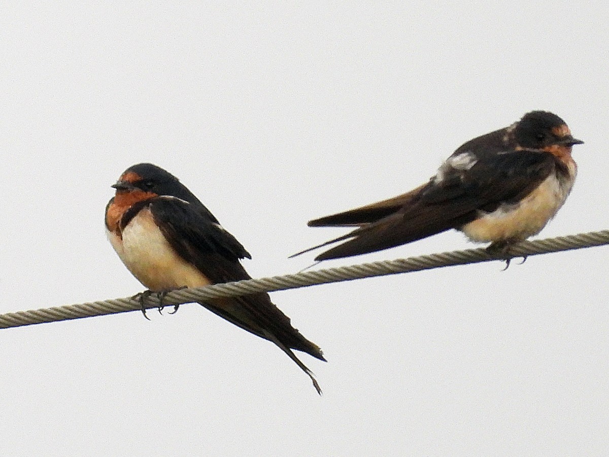 Barn Swallow - ML621850927