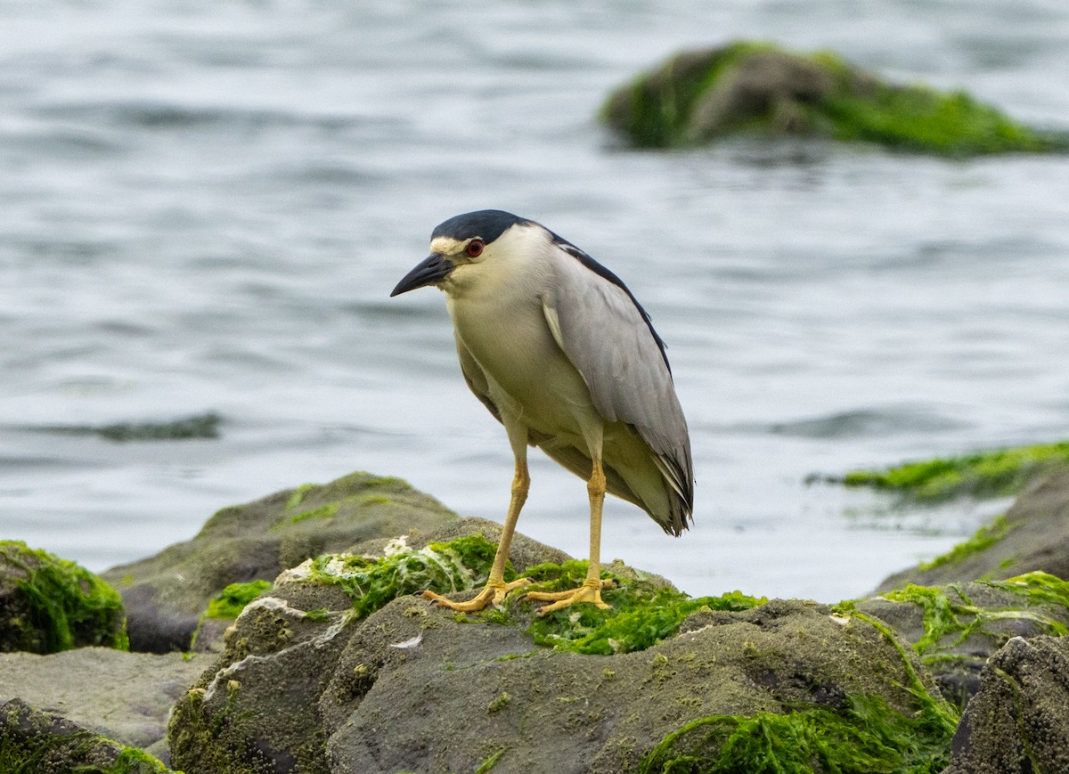 Black-crowned Night Heron - ML621850931