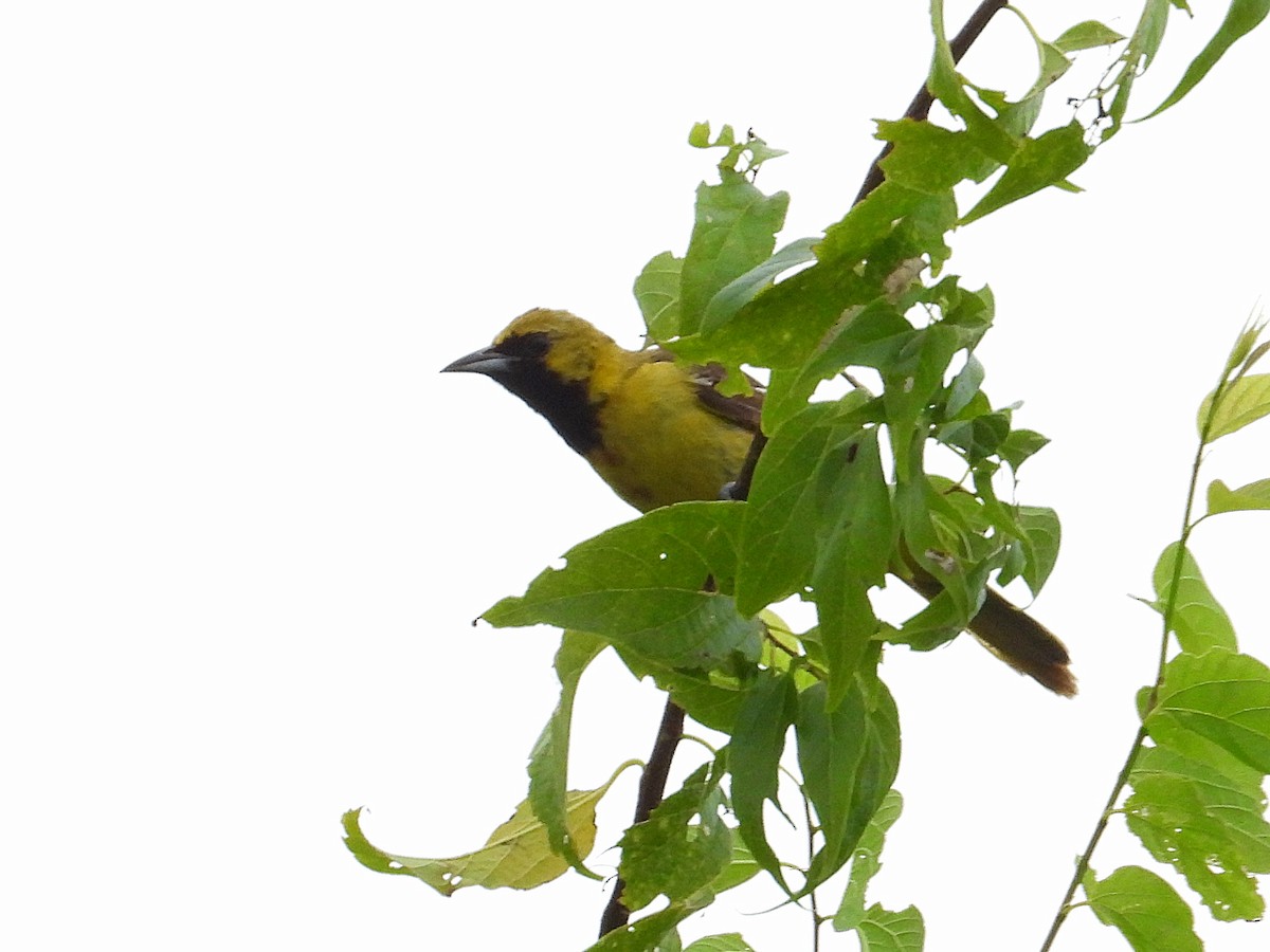 Orchard Oriole - ML621850933