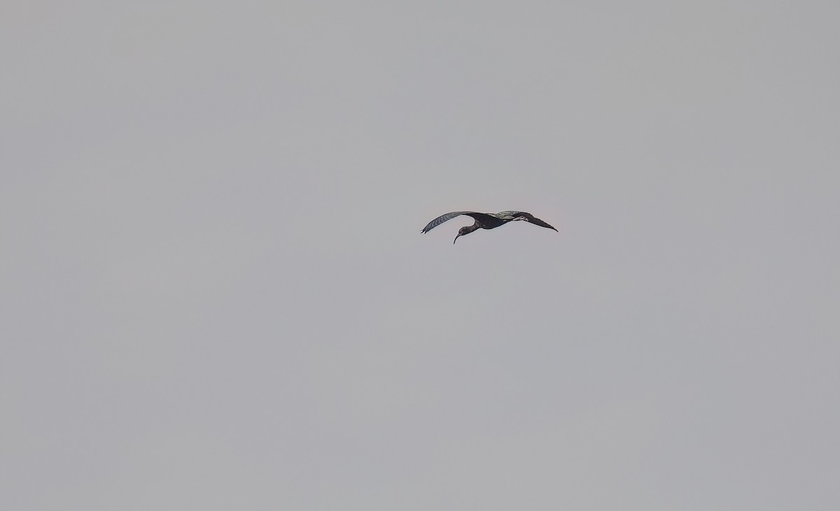 White-faced Ibis - ML621850934