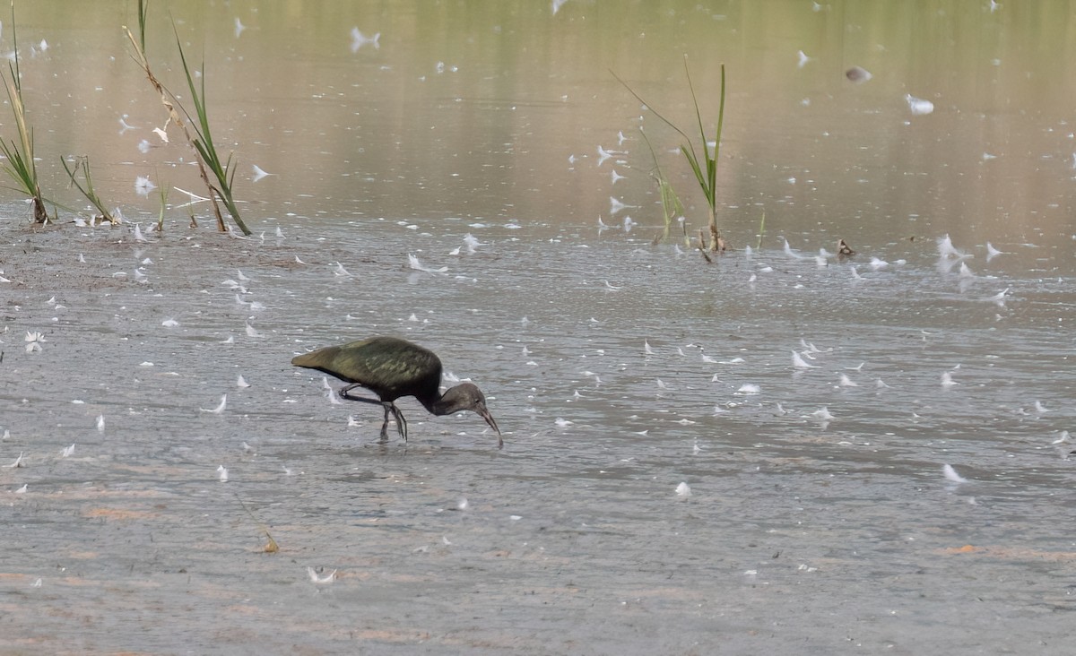 White-faced Ibis - ML621850935