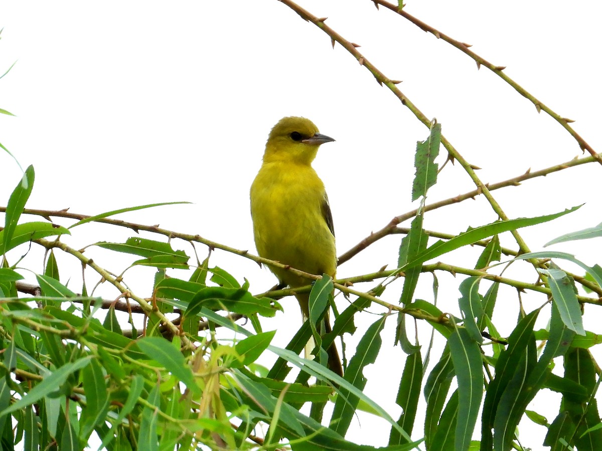 Orchard Oriole - ML621850941