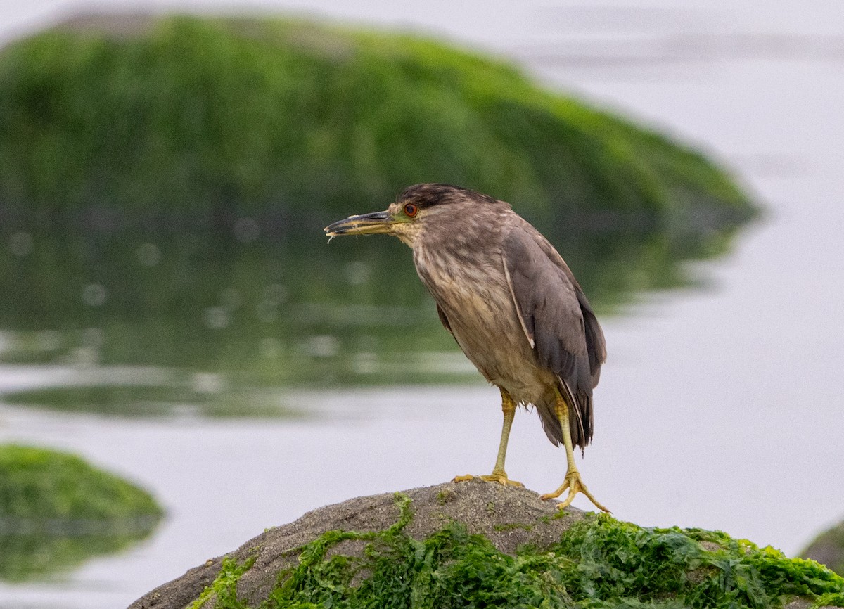 Black-crowned Night Heron - ML621850943