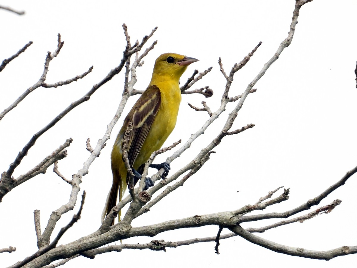 Orchard Oriole - ML621850944