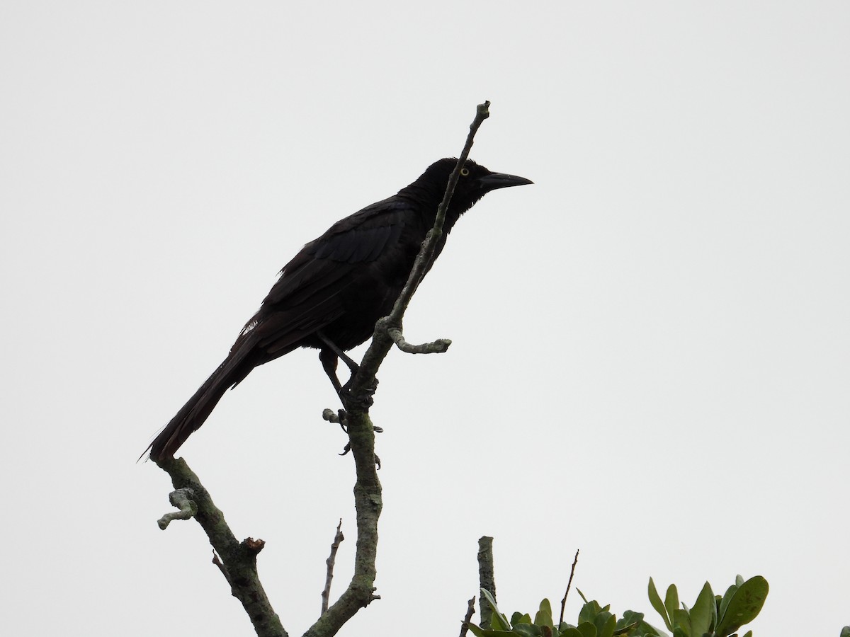 Boat-tailed Grackle - ML621850949