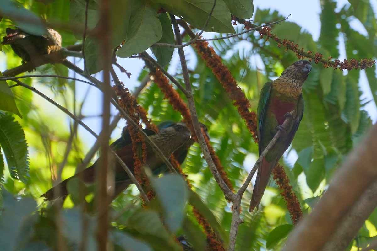 Santarem Parakeet (Santarem) - ML621850956