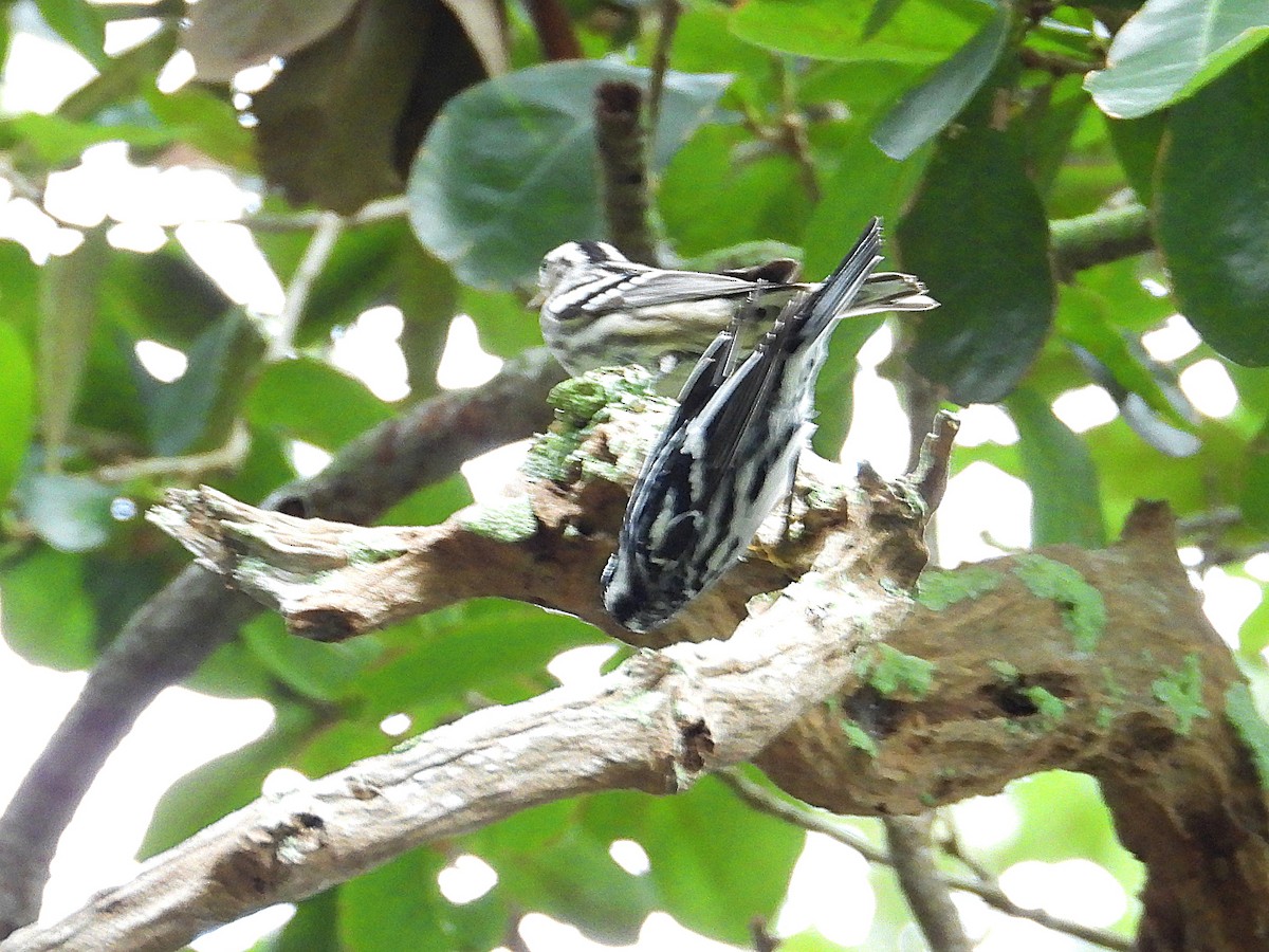 Black-and-white Warbler - ML621850957