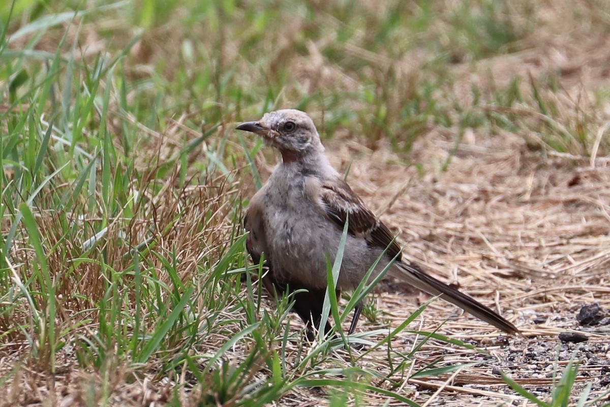 Northern Mockingbird - ML621850960