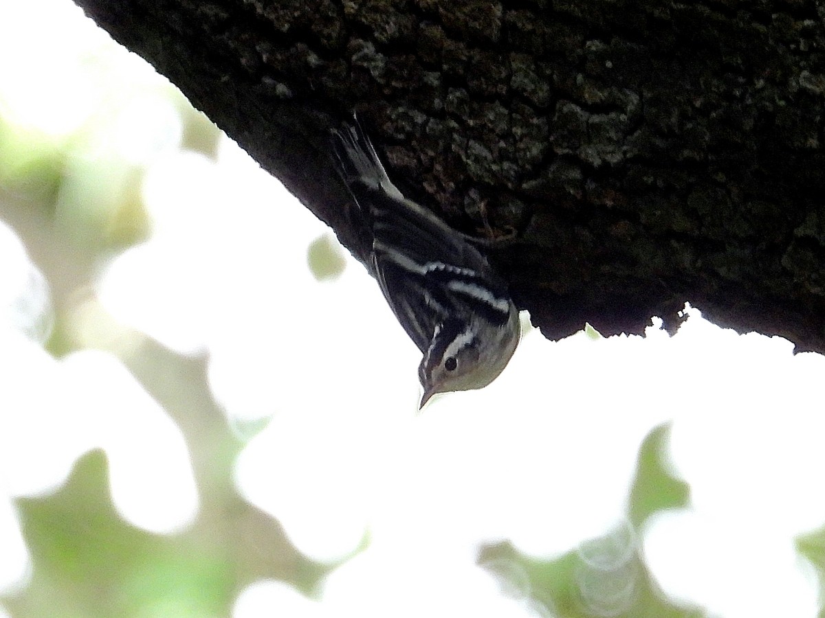 Black-and-white Warbler - ML621850971