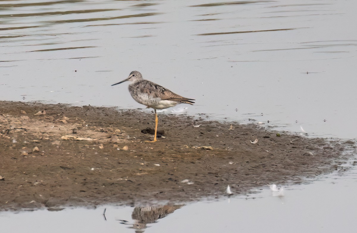 Greater Yellowlegs - ML621851036