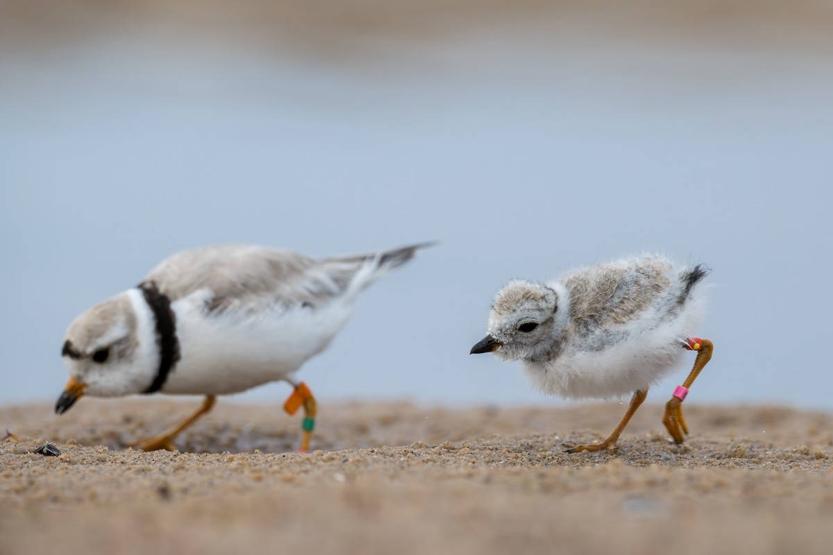 Piping Plover - ML621851044