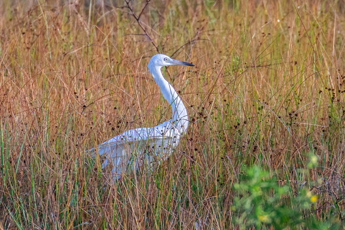 Little Blue Heron - ML621851068