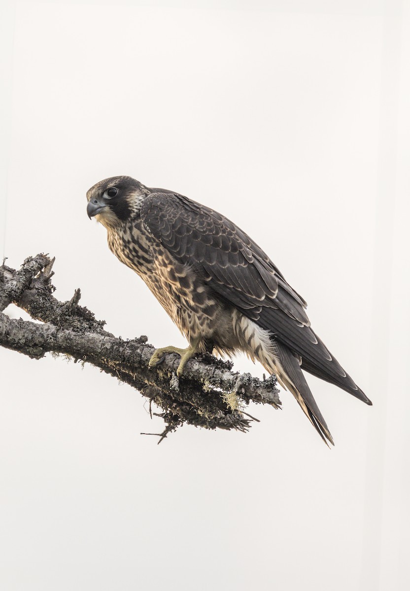 Peregrine Falcon - ML621851093