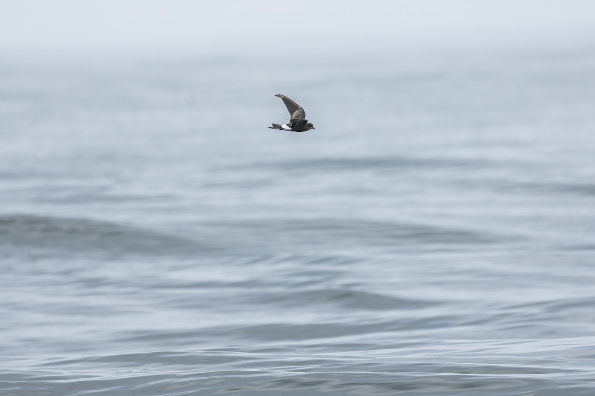 Wilson's Storm-Petrel - ML621851108