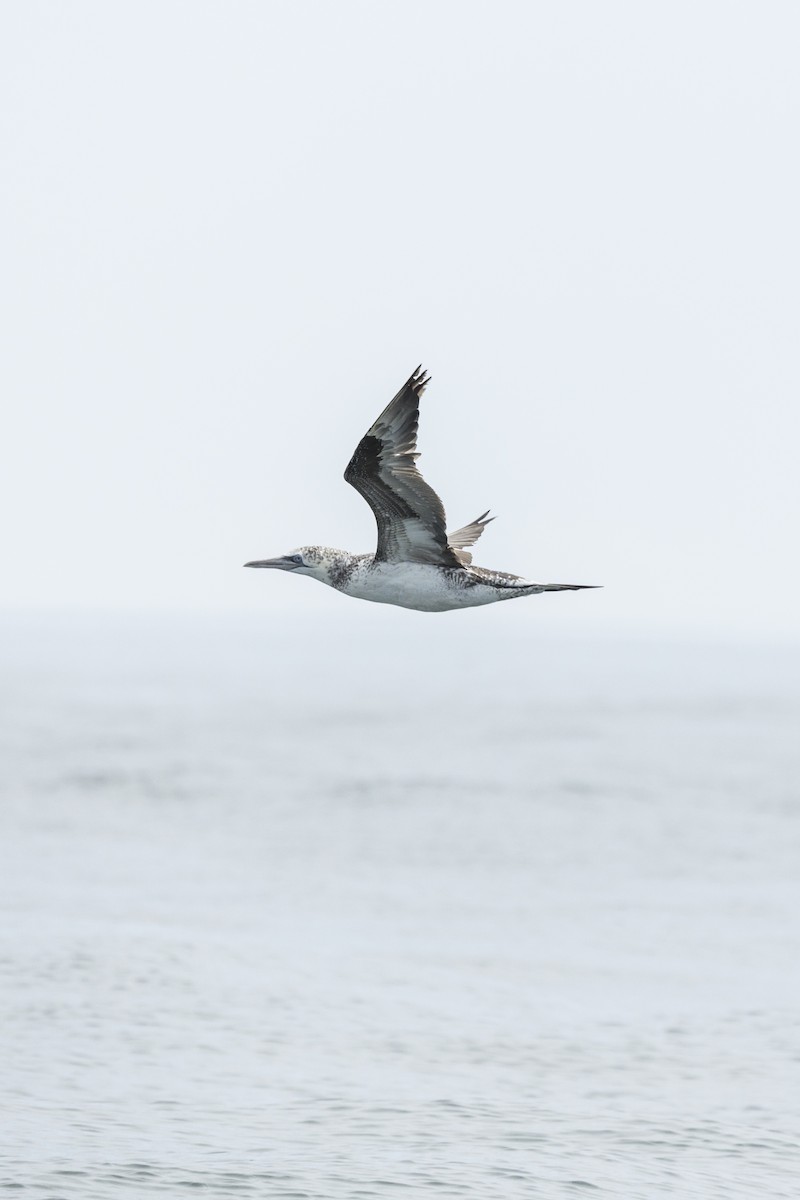 Northern Gannet - ML621851110