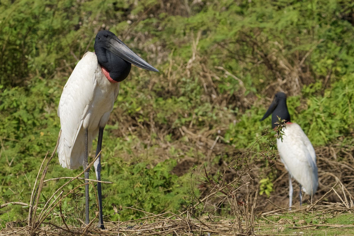 Jabiru - ML621851113