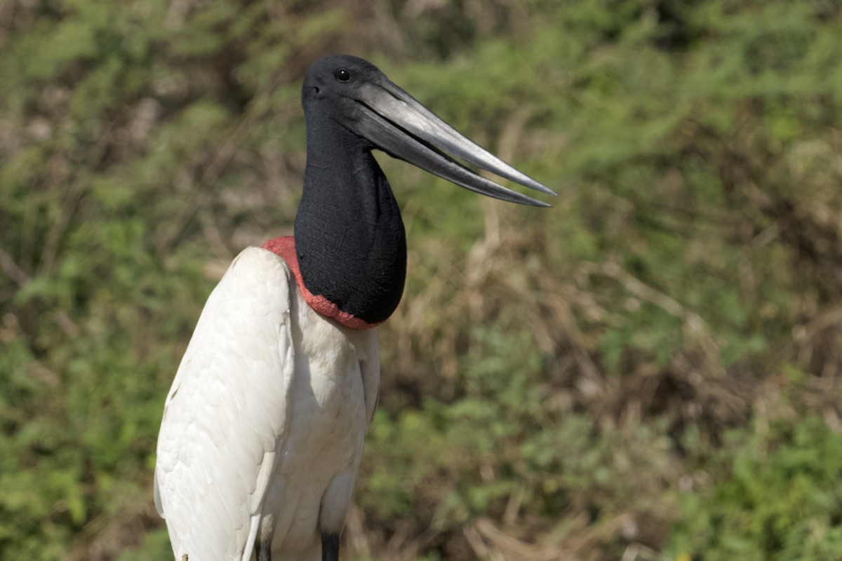 Jabiru - ML621851119