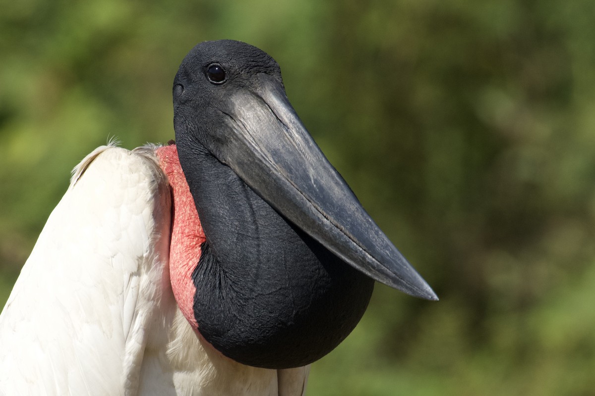 Jabiru - ML621851121