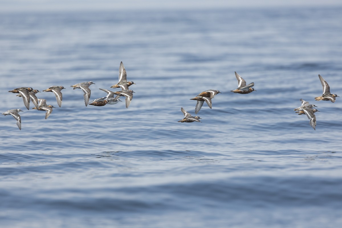 Red Phalarope - ML621851124