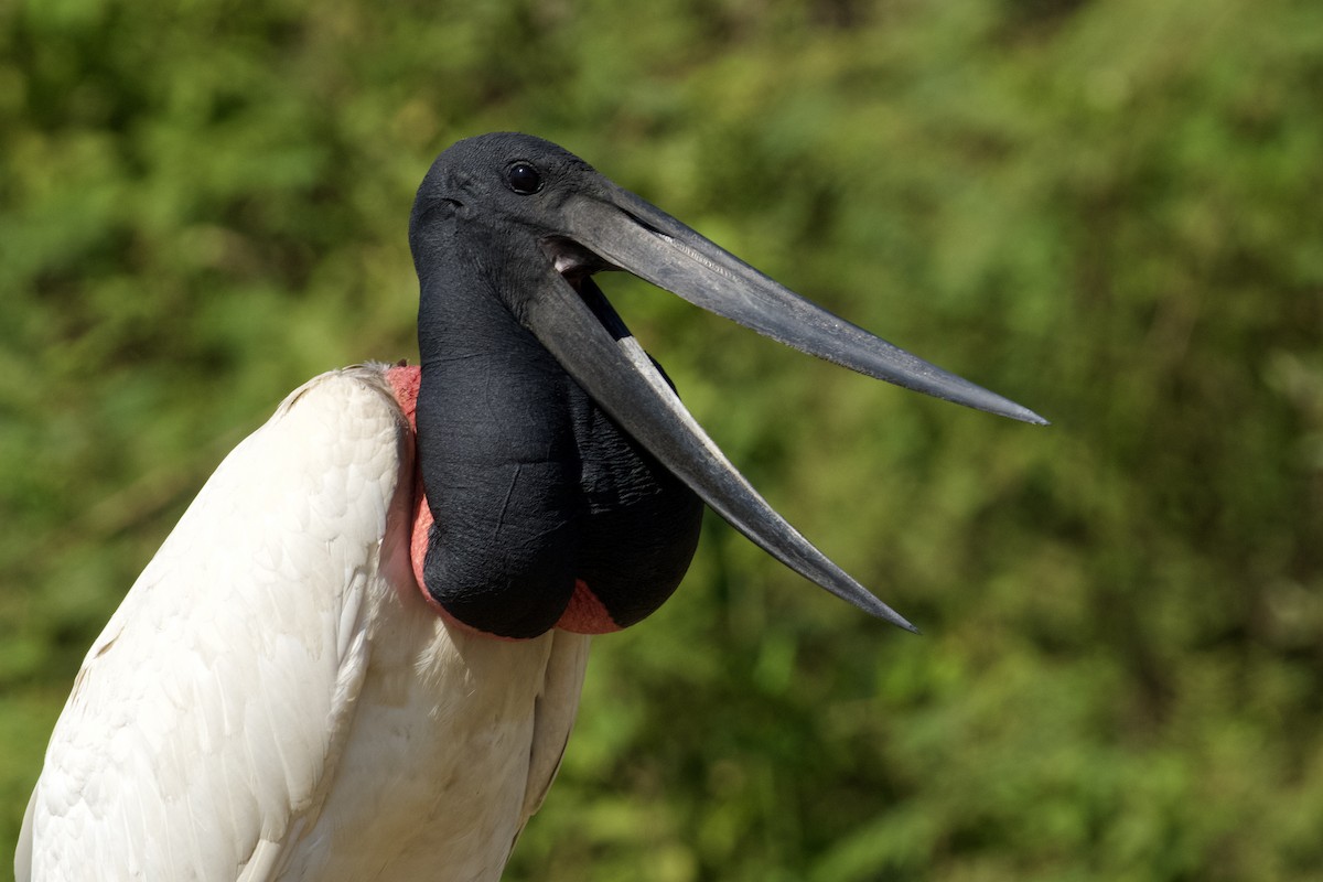 Jabiru - ML621851125