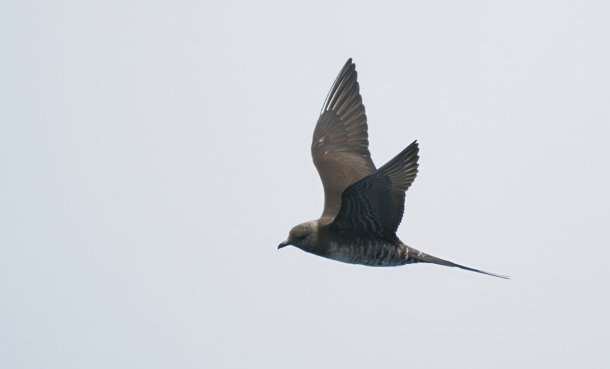 Long-tailed Jaeger - ML621851163