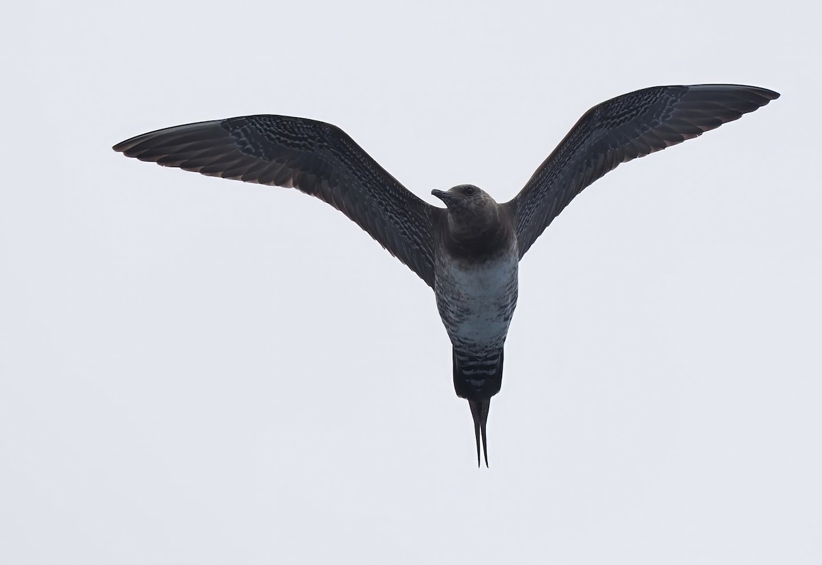 Long-tailed Jaeger - ML621851164