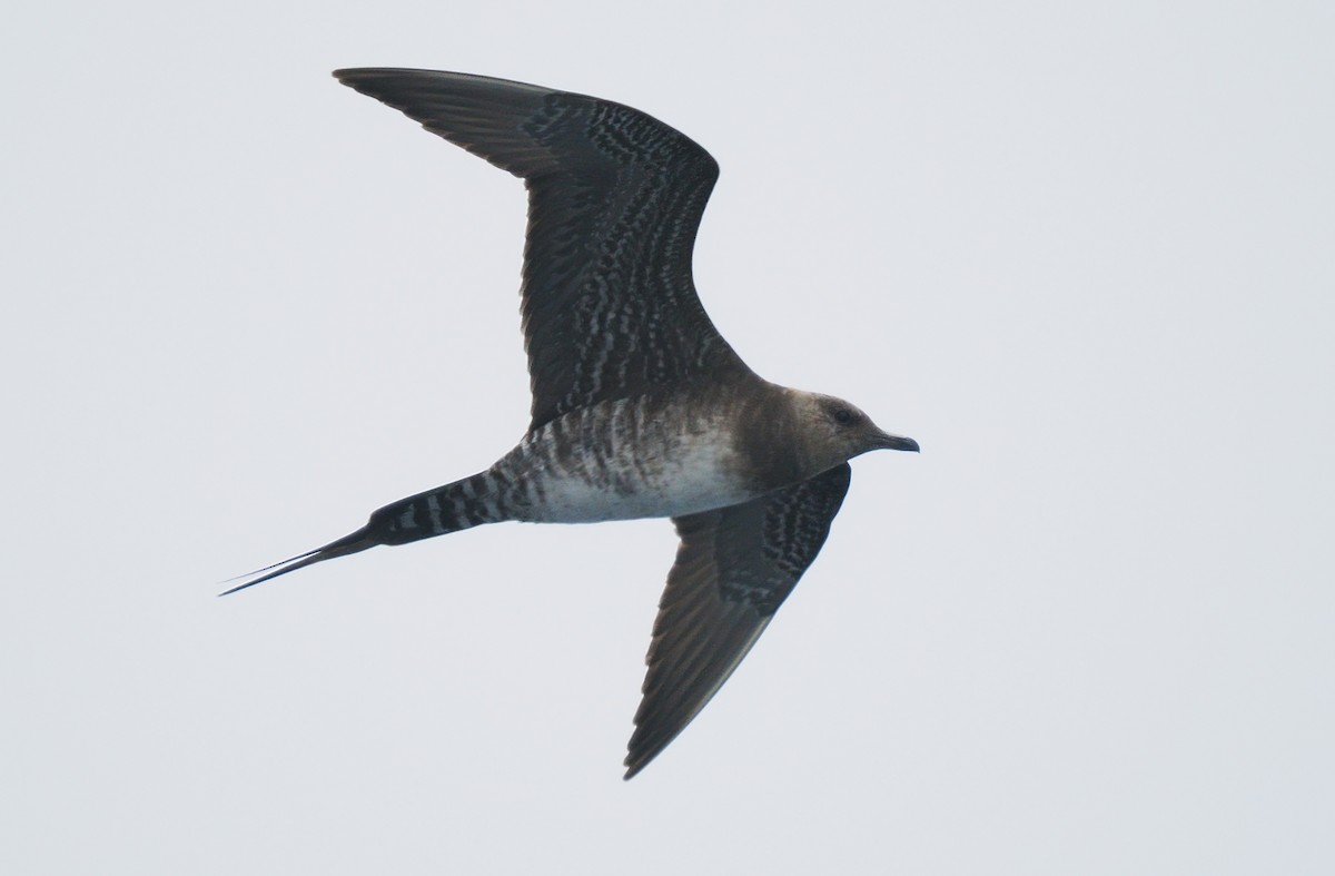 Long-tailed Jaeger - ML621851166