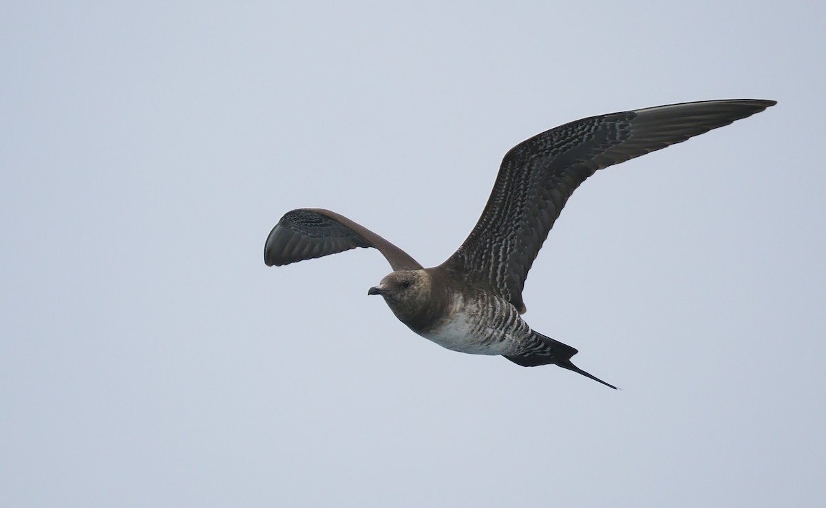 Long-tailed Jaeger - ML621851167