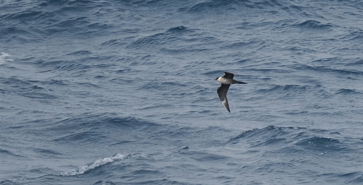 Long-tailed Jaeger - ML621851168