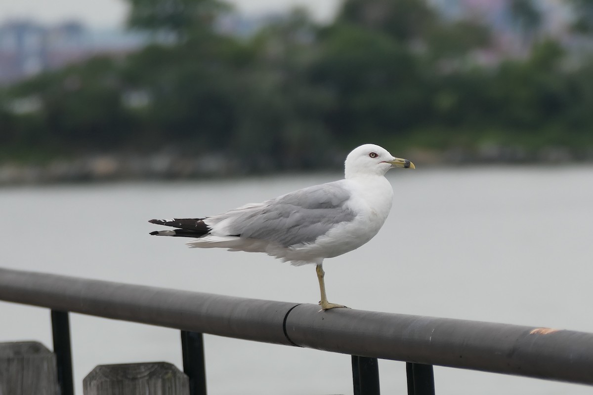 Ring-billed Gull - ML621851174