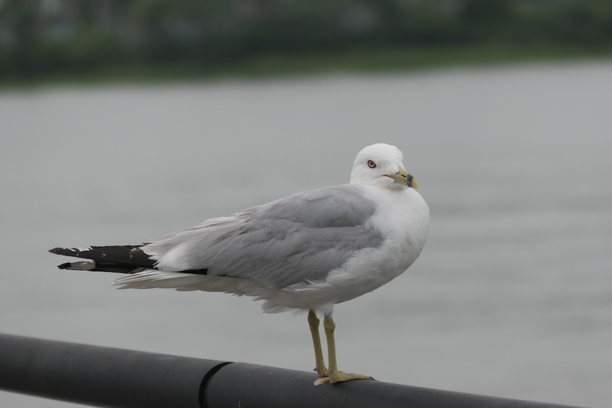 Ring-billed Gull - ML621851175