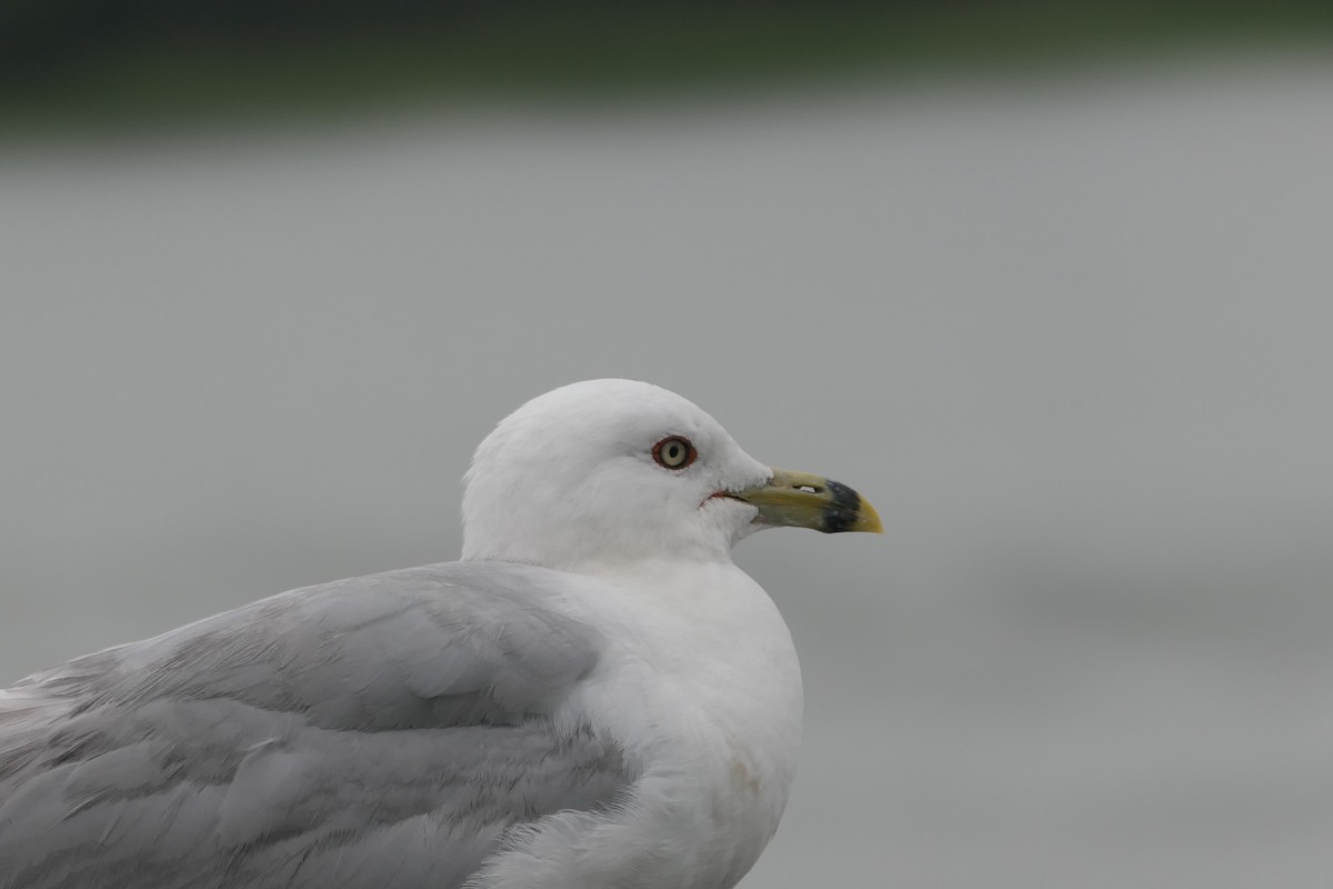 Ring-billed Gull - ML621851176