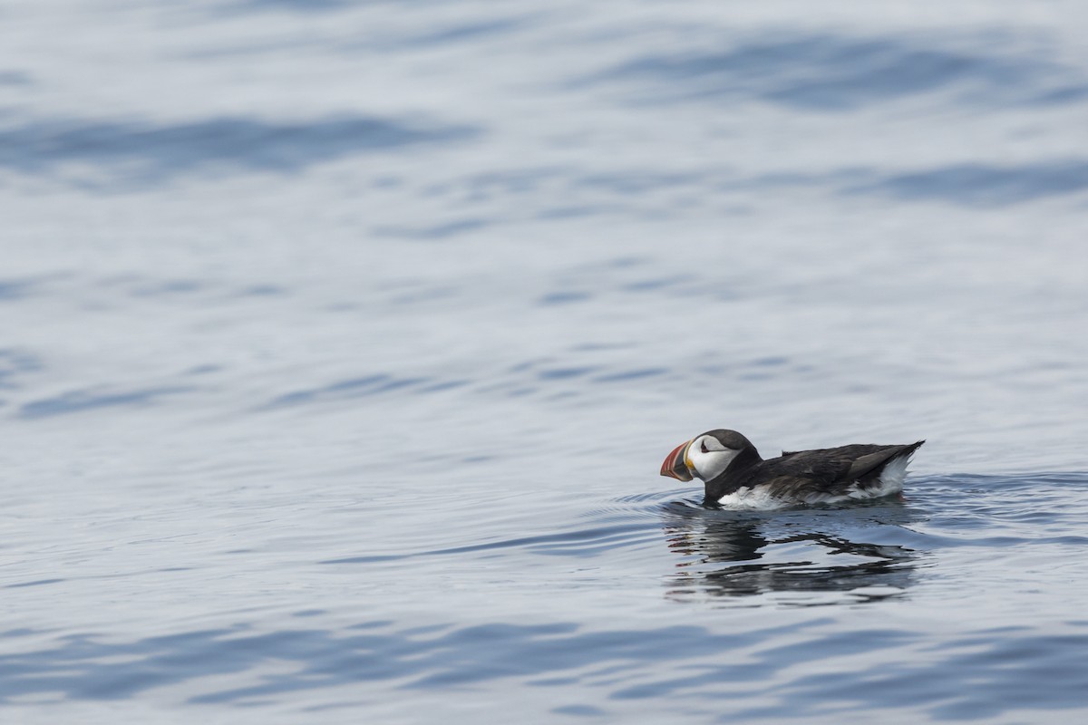 Atlantic Puffin - ML621851300